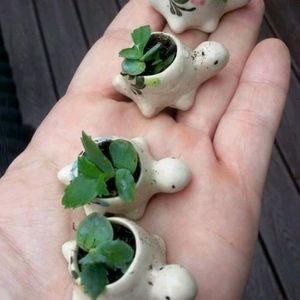 Turtles Small Flower Pot