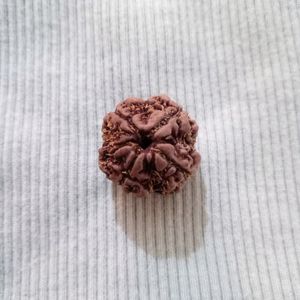 Original 4 mukhi rudraksha📿