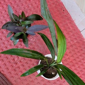 Pack 2 Dracaena Mahatma & Heart Purple Plant & Pot