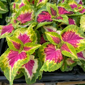 Coleus Red Green plant