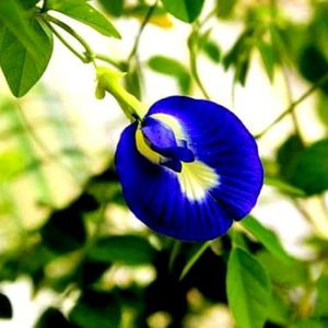 Aprajita Flower Seed