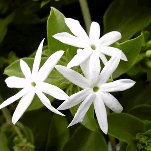 Juhi Jasmine Flowering Plant