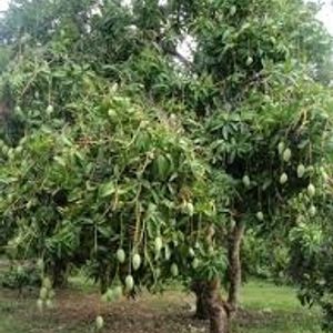 Hybrid Mango Shapling Plant