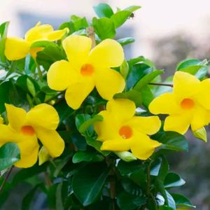 Yellow Mandevilla Flowering Plant,tree For Shurb