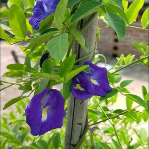 Seed Of Aprajita Flower