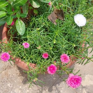 Combo Portulaca Plants Pink/White N Singonium
