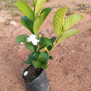 Hybrid Guava Plant