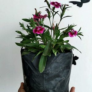 Chinese Pink Live Plant