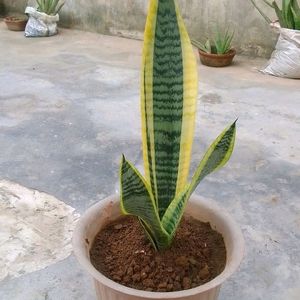 Healthy Snake Plant