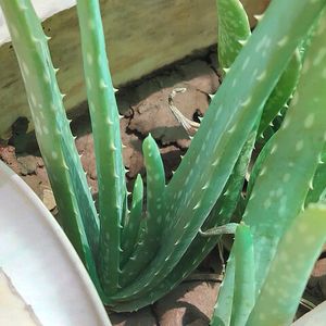 Aloevera Plant