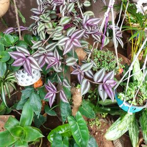 Wandering Jew