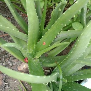 1 Aloe Vera Live Baby Plant