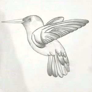 Bird Drawing