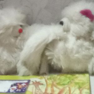 2 Soft Toys