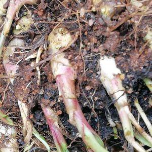 White Scented Lilly Bulbs