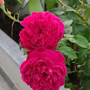 Rani Pink Rose Steam