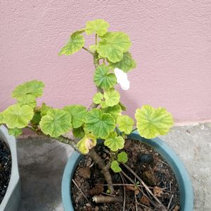 White Geranium