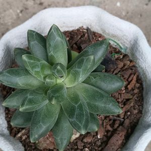 Little Jewel Succulent