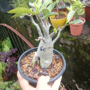 Adenium Arabicum Combo