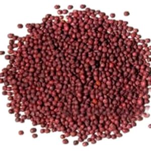 Salgon 1000 Seeds only Per Packet