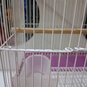 New Bird Cage