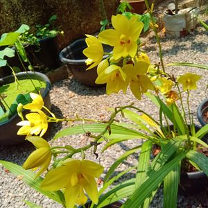 *O*  Yellow Ground Orchid🌿🌿