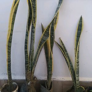 Snake Plant With Pot