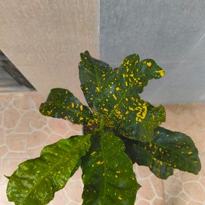 Gold Dust Croton With 10 Inch Plastic Pot