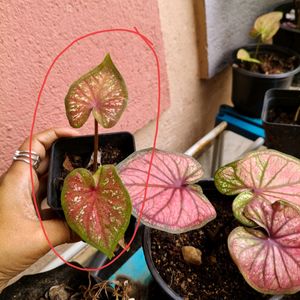 Thai Caladium