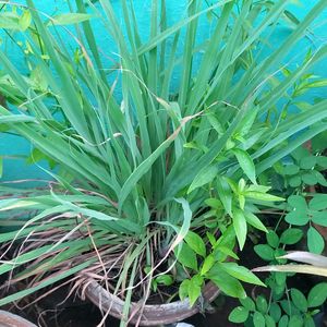 Lemongrass Sapling