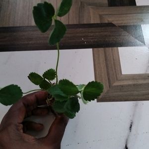 Stroberry Live Plant