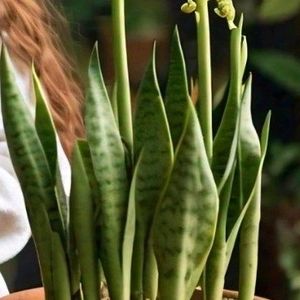 Snake Plant 🌵 Air Purifier