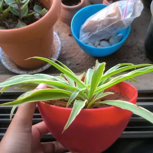 Spider Plant