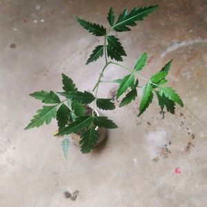 Neem Plant With Healthy Root