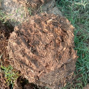 Upla/thepri/Cow dung Cake