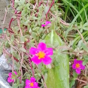 Pink Flower Shapling A Pack Of 3 Cutting