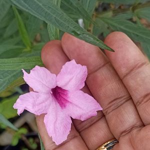 Freshly Harvested White Adenium Seeds