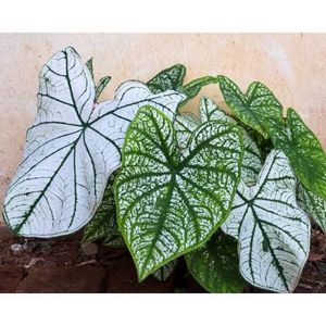 Xmas Caladium