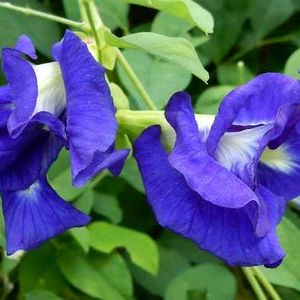 Butterfly Pea Flower Seed/ Sankupushpam