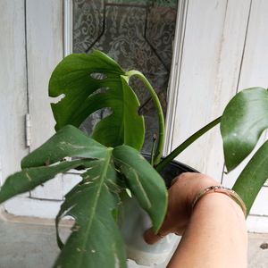 MONSTERA DELICIOSA.