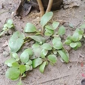 Bryophyllum Plant Shapling 1pices Per Order