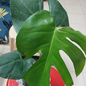 Monstera Deliciosa Plant With Roots