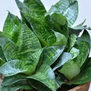 Drawf Snake Plant