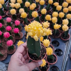 Moon Cactus Live Plant