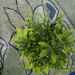 Artificial Plant 1 Pcs