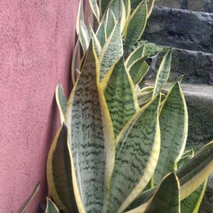 Snake Plant