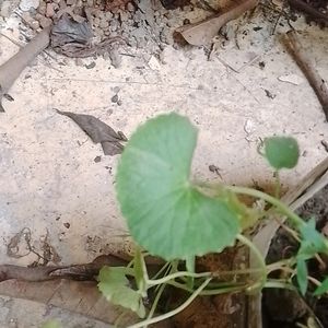 Centella asiatica Plant Shapling.