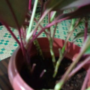 Cordyline Fruticosa Whole Plant