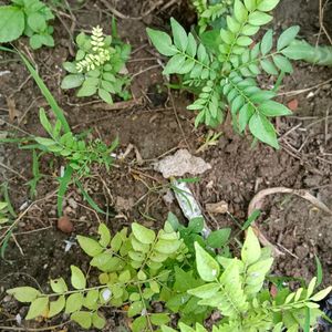 2 Curry Leaf Plants