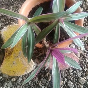 Rheo Oyster Pink Live Plant &Theo Purple Live Plant